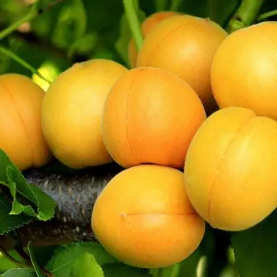 Абрикос ЦАРСКИЙ в Полоцке