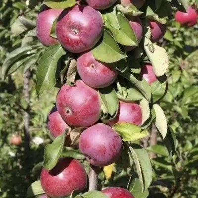 Яблоня ЕСЕНИЯ колонновидная в Полоцке