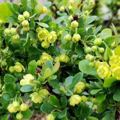 Барбарис КОБОЛЬД тунберга в Полоцке