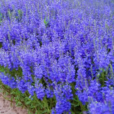 Вероника австрийская в Полоцке