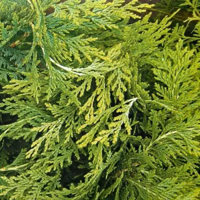 Кипарисовик САНКИСТ лавсона в Полоцке