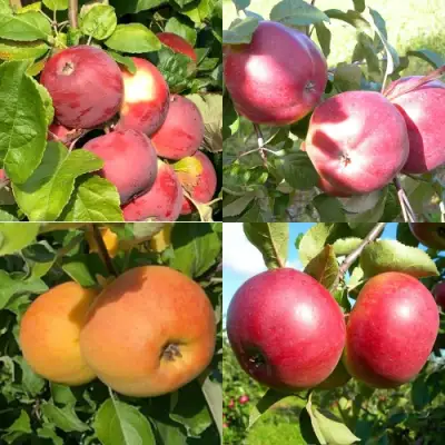 Комплект ЯБЛОНЕВЫЙ КВАРТЕТ в Полоцке