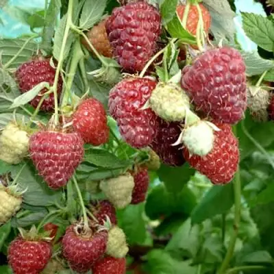 Малина ЖАР-ПТИЦА в Полоцке