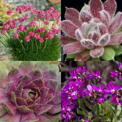 Комплект МИНИ САД в Полоцке