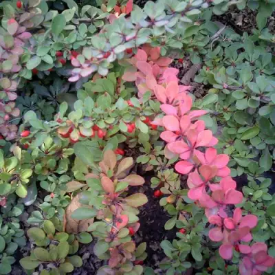 Барбарис ГРИН КАРПЕТ тунберга в Полоцке