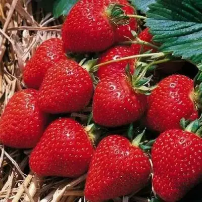 Клубника КИМБЕРЛИ в Полоцке