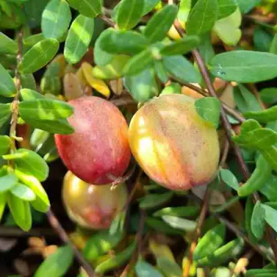 Клюква СТАНКОВИЧ в Полоцке