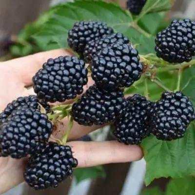 Ежевика ДЖАМБО бесшипная  в Полоцке