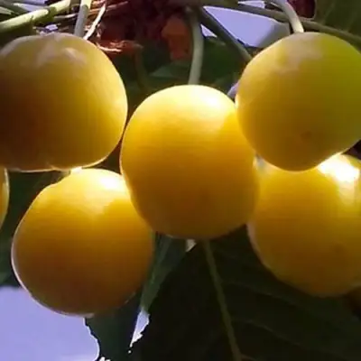 Черешня ЧЕРМАШНАЯ в Полоцке