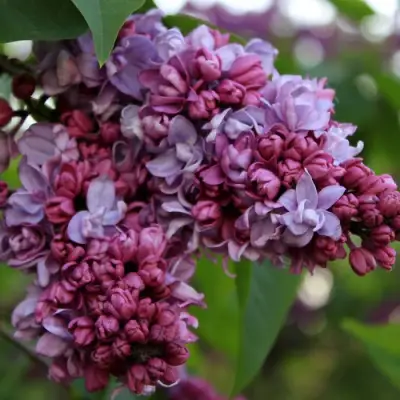 Сирень П.П.КОНЧАЛОВСКИЙ в Полоцке