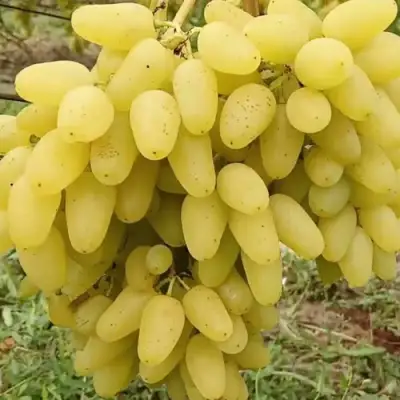 виноград кишмиш алекс