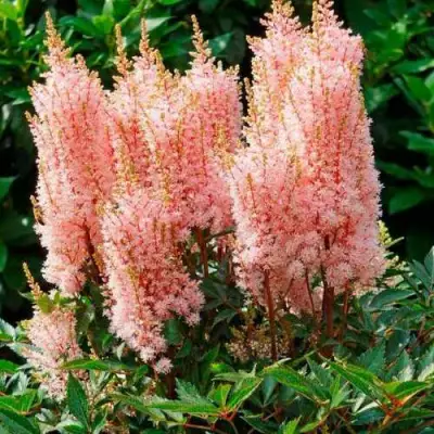 Астильба ЛУК ЭТ МИ японская в Полоцке