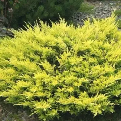 Можжевельник ЛАЙМ ГЛОУ горизонтальный  в Полоцке