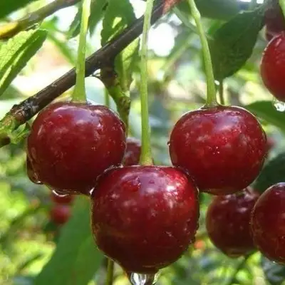 Вишня ВОЛОЧАЕВКА в Полоцке