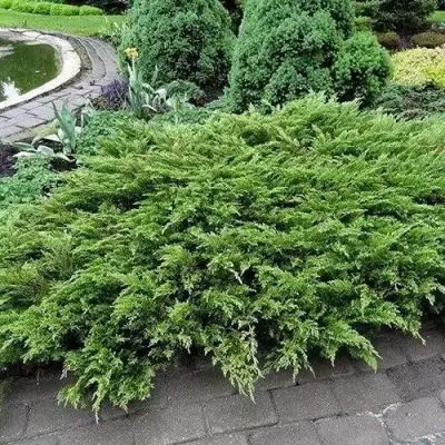 Можжевельник РОКЕРИ ДЖЕМ казацкий  в Полоцке