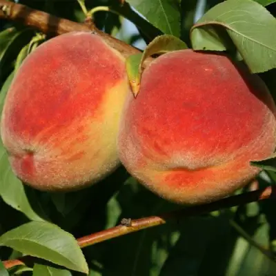 Персик МАРИЯ в Полоцке