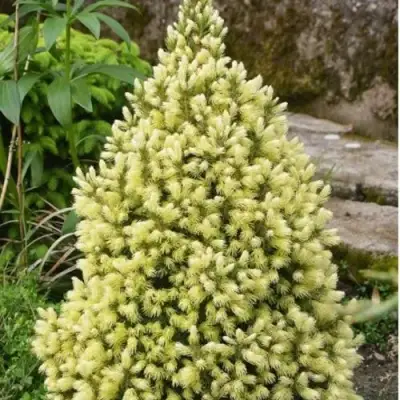 Ель МАЙГОЛД колючая в Полоцке