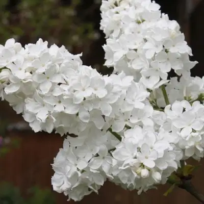 Сирень ФЛОРА в Полоцке