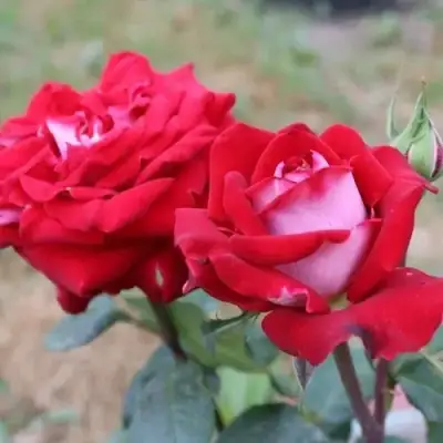 Роза АЛЬЯНС чайно-гибридная в Полоцке