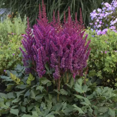 Астильба ВИЖНС китайская в Полоцке