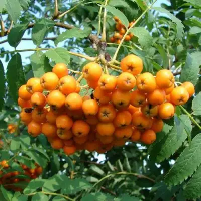 Рябина НЕВЕЖИНСКАЯ ЖЕЛТАЯ сладкоплодная в Полоцке