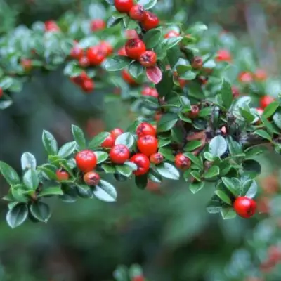 Кизильник горизонтальный в Полоцке