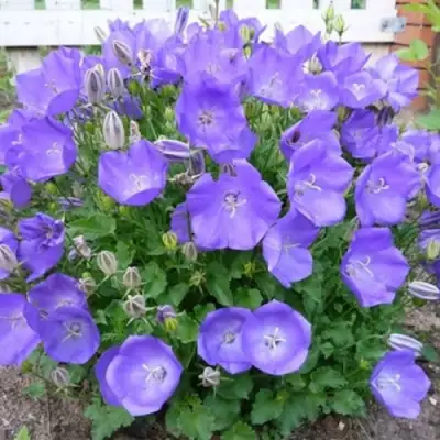 Колокольчик САНТА карпатский в Полоцке