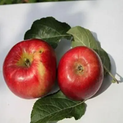 Яблоня РЕДФРИ в Полоцке