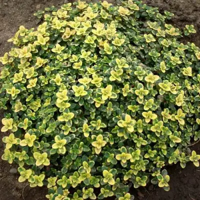 Тимьян ДОННА ВАЛЕЙ лимоннопахнущий в Полоцке