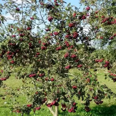 Рябина БУРКА сладкоплодная в Полоцке
