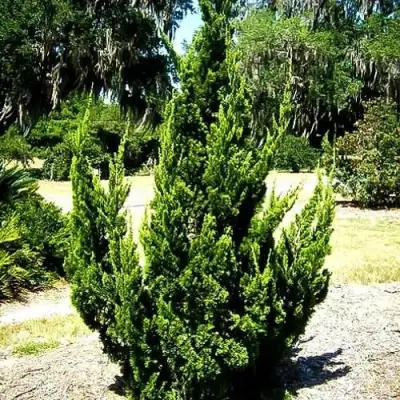 Можжевельник КАЙЗУКА китайский в Полоцке