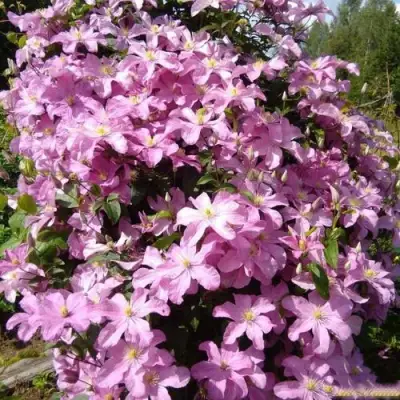 Клематис КОМТЕСС ДЕ БУШО в Полоцке