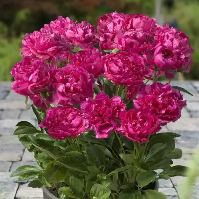 Пион ЛОНДОН травянистый в Полоцке