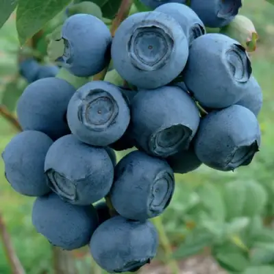 Голубика РУБЕЛ в Полоцке