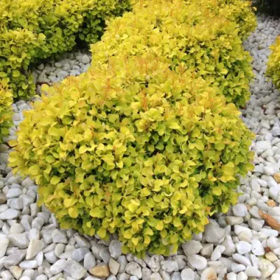 Барбарис БОНАНЗА ГОЛД тунберга в Полоцке