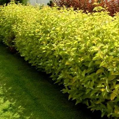 Комплект ДАРТС ГОЛД в Полоцке