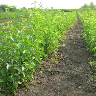 Подвой черешни ДИКАЯ ЧЕРЕШНЯ в Полоцке