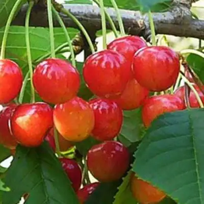 Черешня ДОНЧАНКА в Полоцке