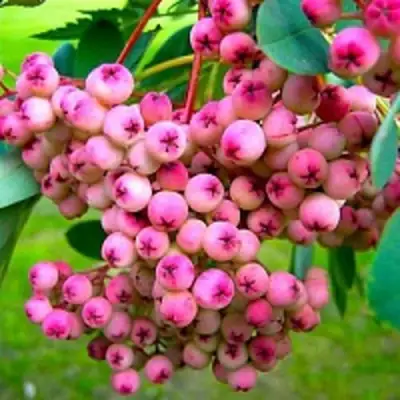 Рябина ПИНК сладкоплодная в Полоцке