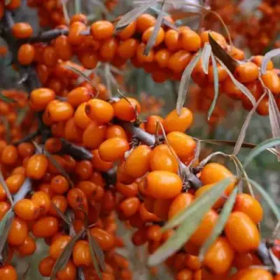 Облепиха ВОРОБЬЕВСКАЯ в Полоцке