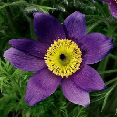 Прострел ПИНВИЛ БЛЮ ШЕЙДЕС в Полоцке