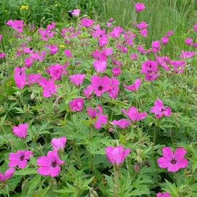 Герань РЕД АДМИРАЛ гибридная в Полоцке