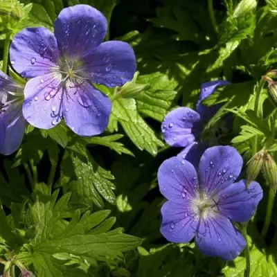 Герань БРУКСАЙД гибридная в Полоцке