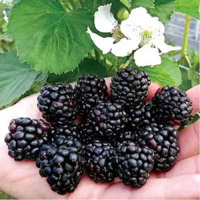 Ежевика РУБЕН ремонтантная  в Полоцке