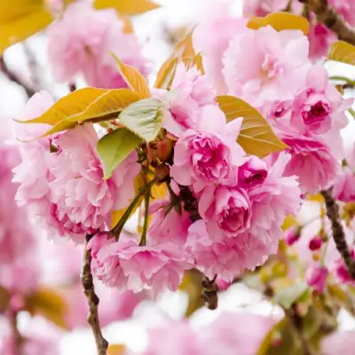 Сакура КАНЗАН в Полоцке