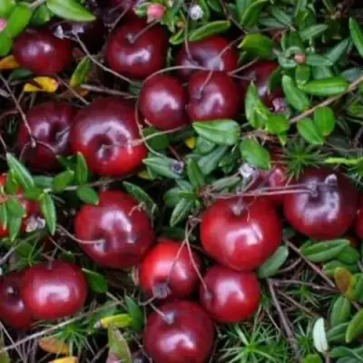 Клюква БЕН ЛИР в Полоцке