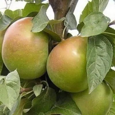 Яблоня БЕЛАНА в Полоцке