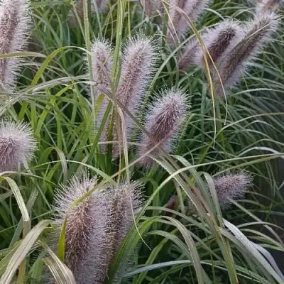 Пеннисетум БЛЭК БЬЮТИ в Полоцке