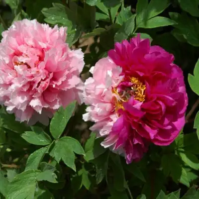 Пион ДВЕ СЕСТРЫ древовидный в Полоцке