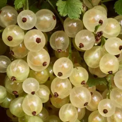 Смородина белая СМОЛЬЯНИНОВСКАЯ в Полоцке